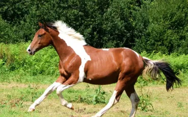 Quiz Chevaux