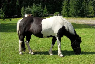 Quelle est la robe de ce poney ?