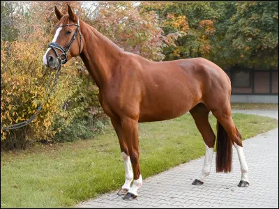 Quelle est la robe de ce cheval ?