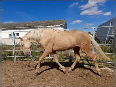Quelle est la robe de ce cheval ?
