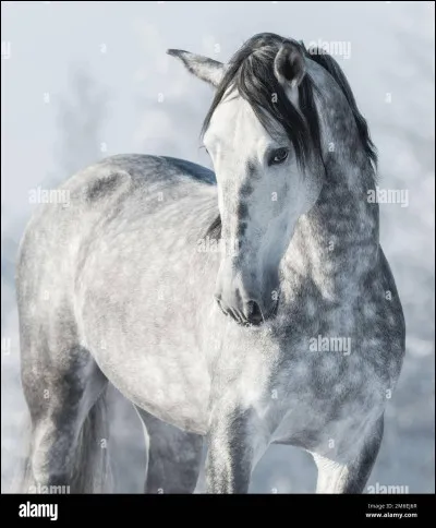Quelle est la robe de ce cheval ?