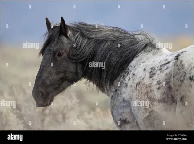 (un peu plus dur) : 
Comment appelle-t-on cette variante de couleur où la tête est plus foncée ?
