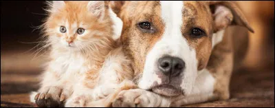 Te comportes-tu parfois comme un animal ?