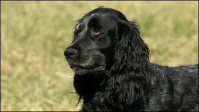 Quelle est cette race ?