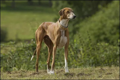 Quelle est cette race ?