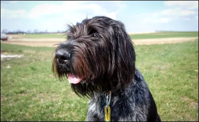 Quelle est cette race ?