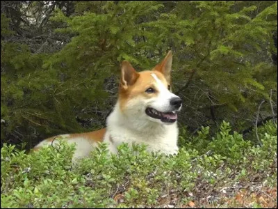 Quelle est cette race ?