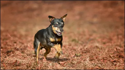 Quelle est cette race ?