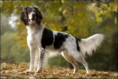 Quelle est cette race ?