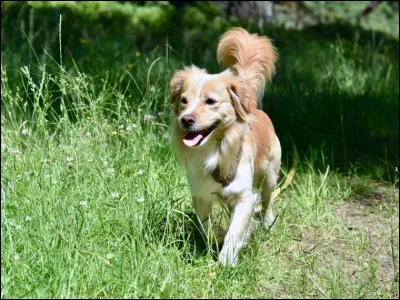 Quelle est cette race ?