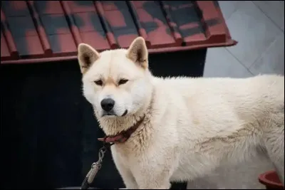 Quelle est cette race ?