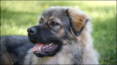 Quelle est cette race ?