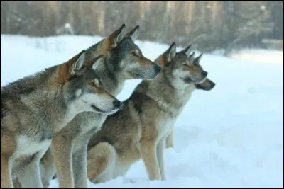 Quelle est cette race ?