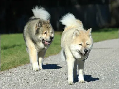 Quelle est cette race ?