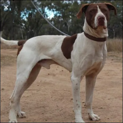 Quelle est cette race ?