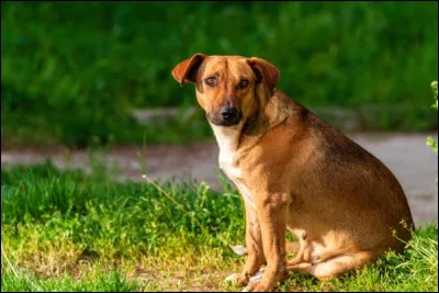 Quelle est cette race ?