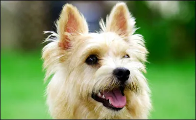 Quelle est cette race ?