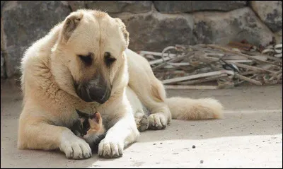 Quelle est cette race ?