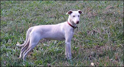 Quelle est cette race ?