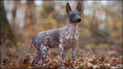 Quelle est cette race ?