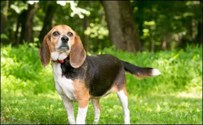 Quelle est cette race ?