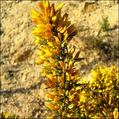 Quelle plante, parfois surnommée genêt épineux, cacherait, selon une légende, les âmes de défunts ?