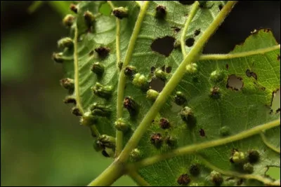 Le phylloxéra de la vigne, également surnommé "pou de vigne", est un insecte ainsi que...