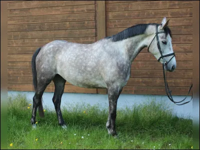 Quelle est la robe de ce cheval ?