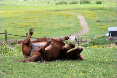 Que fait ce cheval ?