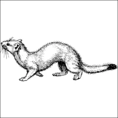 Comment sont les hermines qui ont envahi le tunnel ?