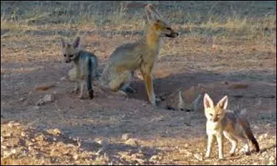 Comment échappent-ils aux renards ?