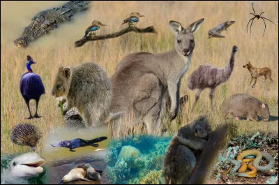 Quel est ton animal préféré ?