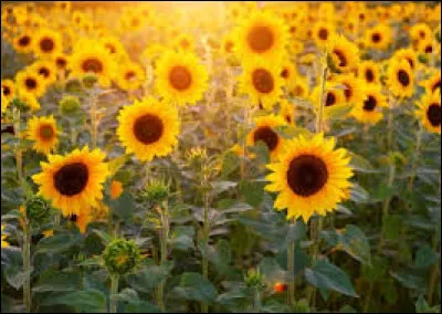 Quelle formidable invention ! Toutes les vitres et la plupart des objets en verre volent en éclat au château de Moulinsart. Qui est à l'origine de ces catastrophes ?