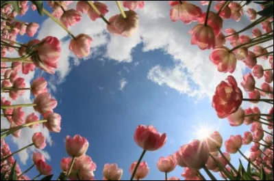 Combien y a-t-il de sortes de tulipes dans le monde ?