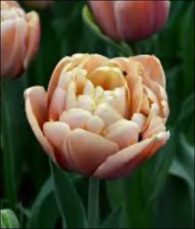 Quelle est la tulipe la plus rare ?