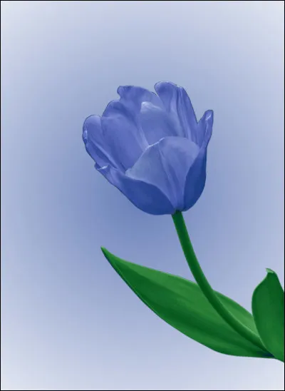 Les tulipes bleues existent-elles ?