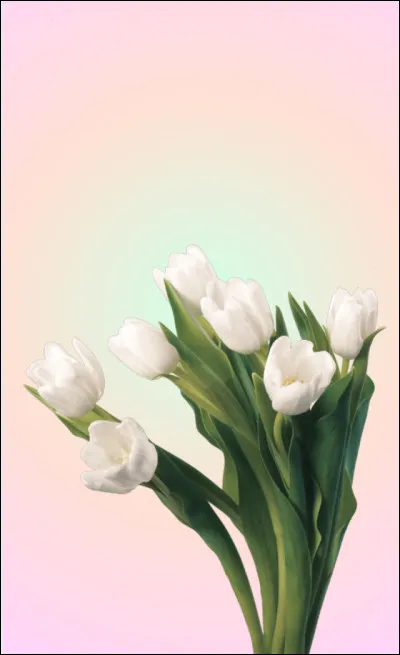 Quand fleurit la tulipe ?