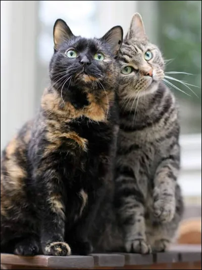 Qui sont ses deux meilleurs amis ?