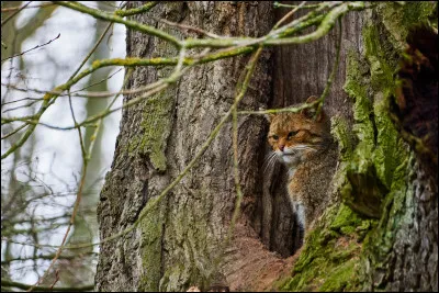 Qui Nuage de Feu rencontre-t-il dans la forêt au cours de son apprentissage ?