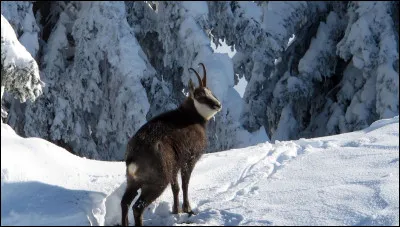 Quel est cet animal emblématique du Mont Blanc et de la Haute-Savoie ?