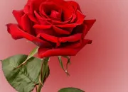 Quiz La rose 🌹