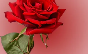 Quiz Fleurs
