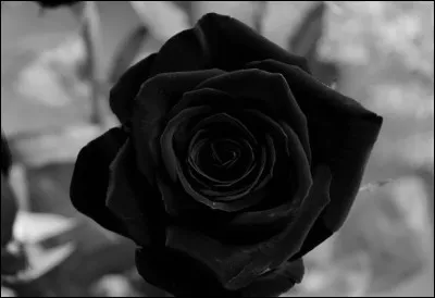 Les roses noires existent-elles ?