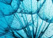 Quiz Autour du mot 'bleu'