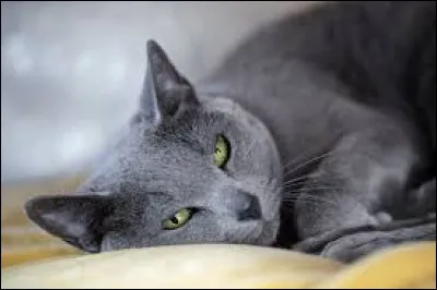 Quelle est la couleur des yeux du bleu russe ?