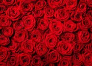 Quiz Autour du mot 'rouge'
