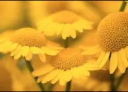 Quiz Autour du mot 'jaune'