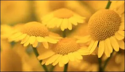 Comment dit-on la couleur "jaune" en anglais ?