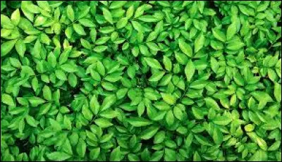 Comment dit-on le mot "vert" en anglais ?