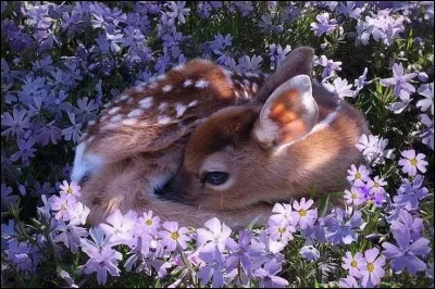 Choisis l'animal qui t'accompagnera dans ta quête.